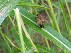 Apis mellifera