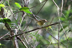 Vireo latimeri