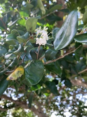 Myrcianthes fragrans