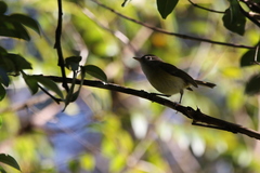 Vireo latimeri