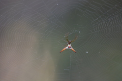 Micrathena militaris