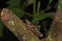 Eppia truncatipennis