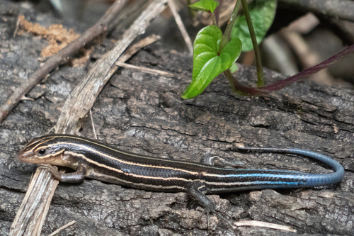 Broad-headed Skink