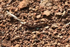 Lepidoblepharis