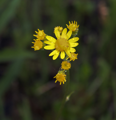Packera pseudaurea