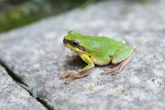 Hyla chinensis
