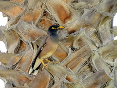 Acridotheres tristis