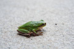 Hyla chinensis