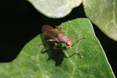 Norellia spinipes