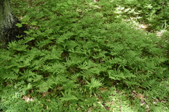 Phegopteris connectilis