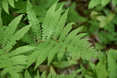 Phegopteris connectilis