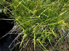 Carex lepidocarpa