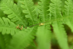 Phegopteris connectilis