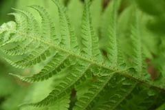 Phegopteris connectilis