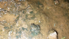 Pseudopaludicola canga