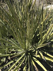 Yucca schidigera