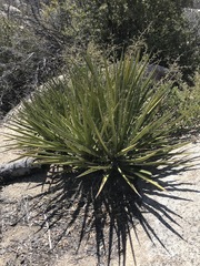 Yucca schidigera