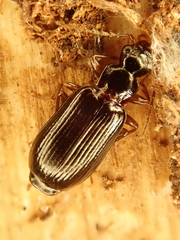 Dromius quadraticollis