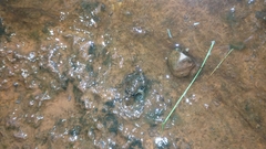 Pseudopaludicola canga