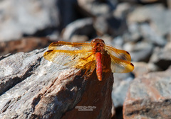 Sympetrum croceolum