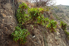 Globularia amygdalifolia