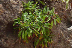Globularia amygdalifolia