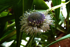 Globularia amygdalifolia