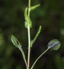 Packera pseudaurea