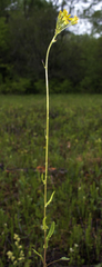 Packera pseudaurea