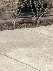 Sciurus niger