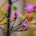 Rhododendron dauricum - Photo 由 Alexander Yakovlev 所上傳的 (c) Alexander Yakovlev，保留部份權利CC BY-NC