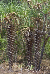 Pandanus cookii