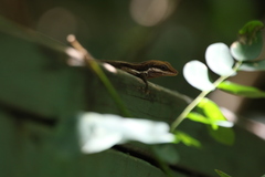 Anolis pulchellus