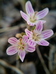 Claytonia