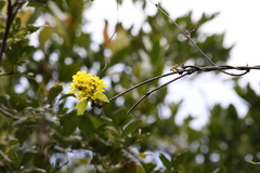 Stigmaphyllon floribundum