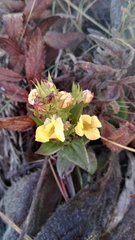 Alectra sessiliflora sessiliflora