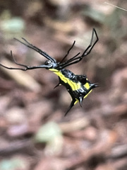 Micrathena vigorsi