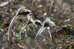Pulsatilla montana
