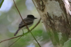 Myiarchus antillarum