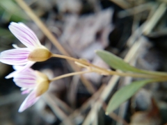 Claytonia
