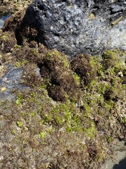 Ulva californica