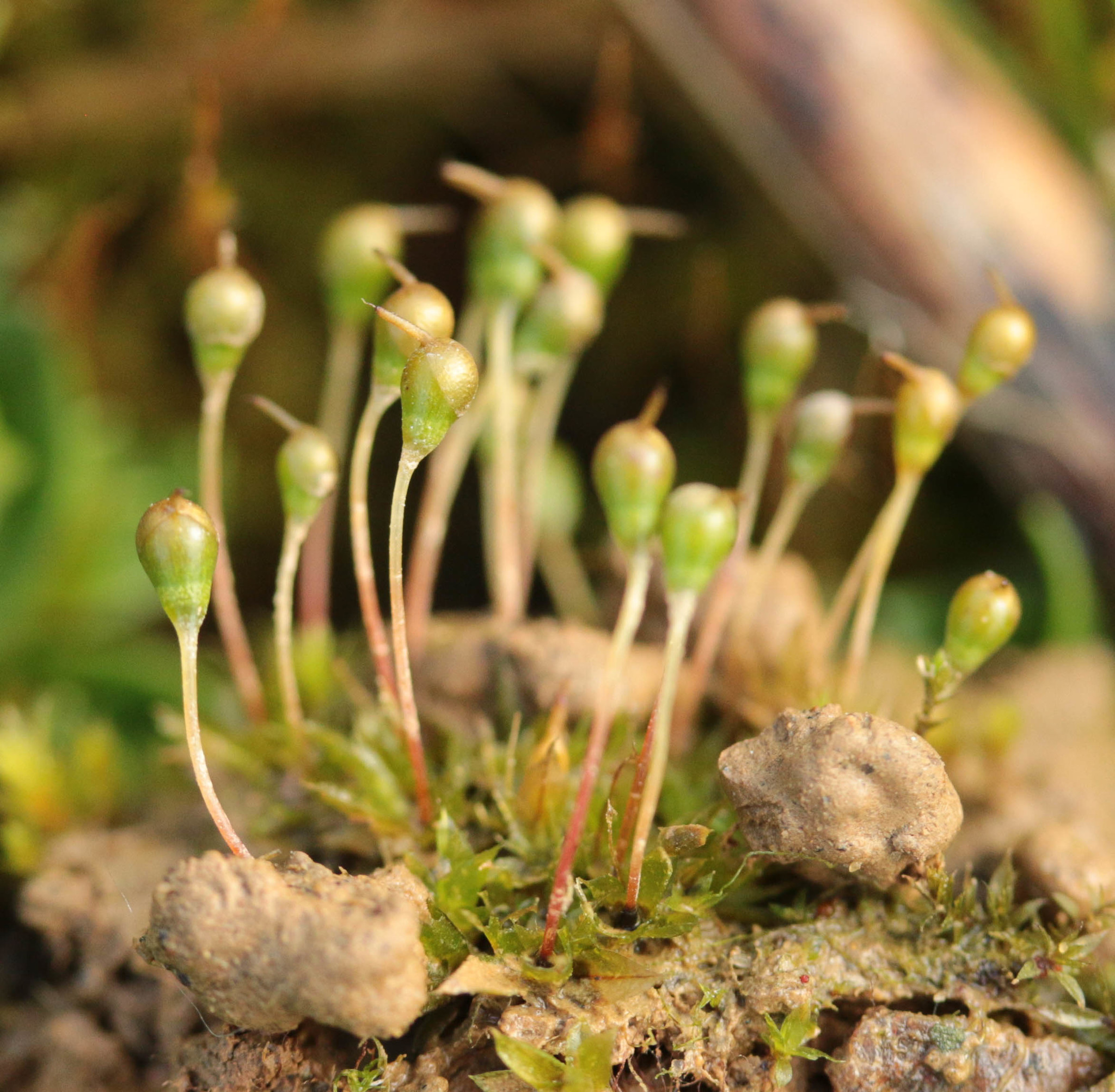 Entosthodon fascicularis