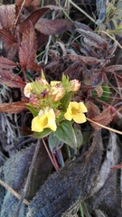 Alectra sessiliflora sessiliflora