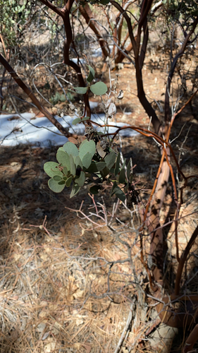 iNaturalist observation photo of California Pinkbract Manzanita