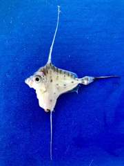 Grammicolepis brachiusculus