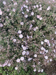 Cistus × skanbergii