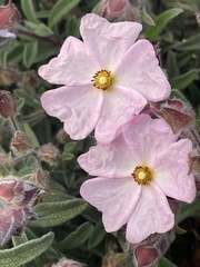 Cistus × skanbergii