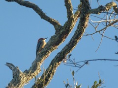 Melanerpes carolinus image