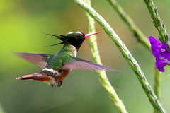 Lophornis adorabilis