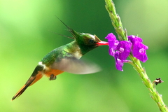 Lophornis adorabilis